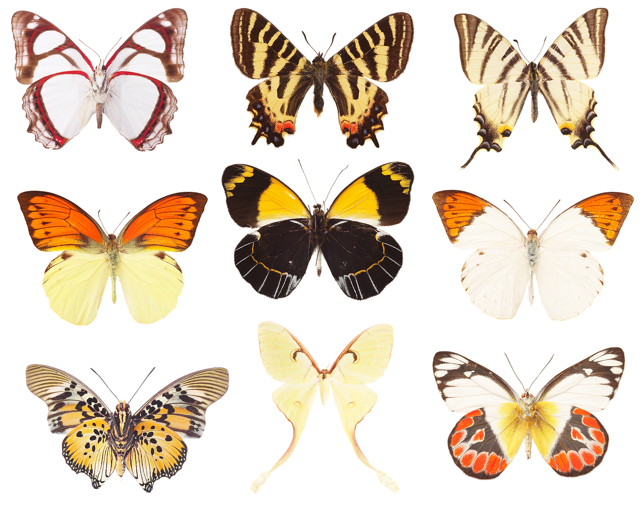 Разные крылья бабочек. Коллекционирование бабочек. Коллекция бабочек. Бабочки цветные. Формы крыльев бабочек.