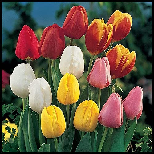 10 piezas de bulbos de tulipán de colores mezclados Flores perennes únicas Plantación en interiores y exteriores Alta tasa de germinación Disfrute visual Cuidado fácil Adaptable