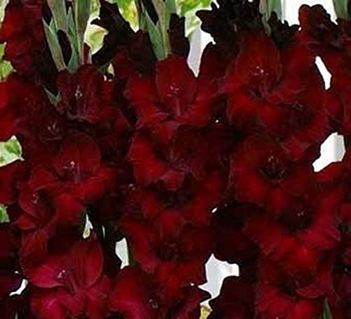 10 piezas de terciopelo brillante gladiolo negro hermosa espada de floración lirio bastante raros bulbos de gladiolos flor perenne