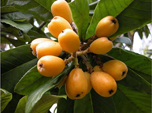 10 semillas frescas Eriobotrya JAPONICA níspero