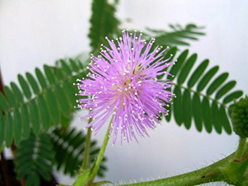 100 Mimosa Pudica Seeds (Plant Sensible) (se mueve cuando es tocado)