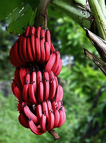 100 PCS semillas muy raro rojo plátano, al aire libre perennes plantas interesantes, sabor de la leche, deliciosos semillas de la fruta para el hogar y el jardín