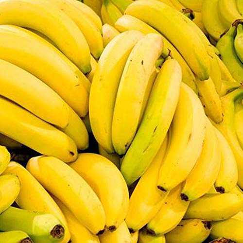 100 Piezas De Semillas De Plátano Jardín Al Aire Libre Delicioso Dulce Planta De árboles Frutales Comestibles Semillas Bonitas 100 piezas