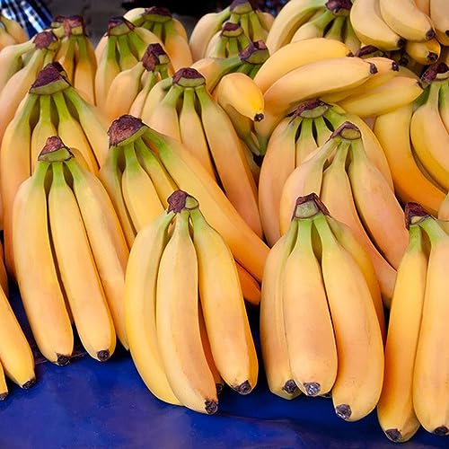 100 piezas Semillas de árboles de plátano, Frutas exóticas Plantas en macetas Semillas de plátano resistentes al aire libre Semillas de plátano, Musa Sikkimensis, Árboles Jardín Semillas res
