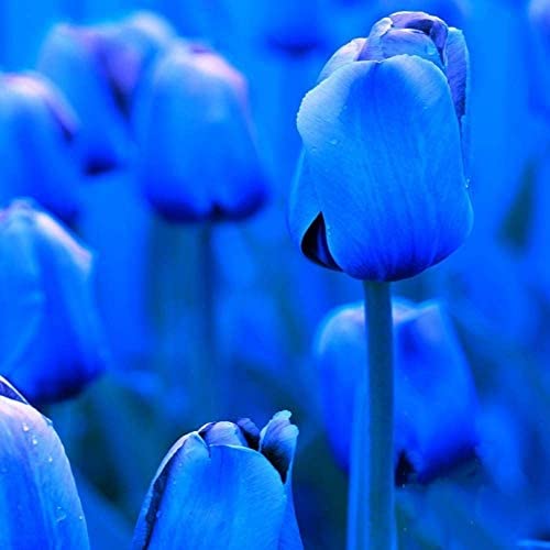 12 Piezas Bulbos De Tulipán Azul Variedad Rara Jardín Flores Ornamentales Flores De Primavera Decoración Del Paisaje Ramo Fácil De Cuidar De La Plantación Al Aire Libre