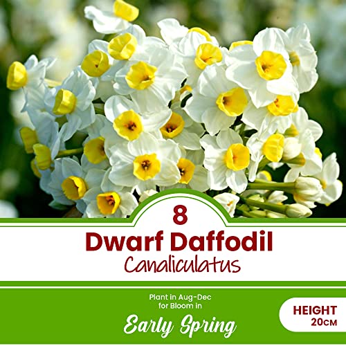 12 x Canaliculatus de narciso enano – Miniatura perfumada de floración – Perenne – Ideal para macetas de patio – para tu hermoso jardín