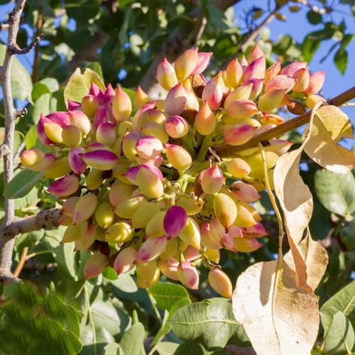 150 piezas Semillas resistentes del árbol de pistacho - pistacia vera - regalos sostenibles, semillas de bonsái, semillas de pistacho árbol de pistacho nueces resistentes nuez, cama