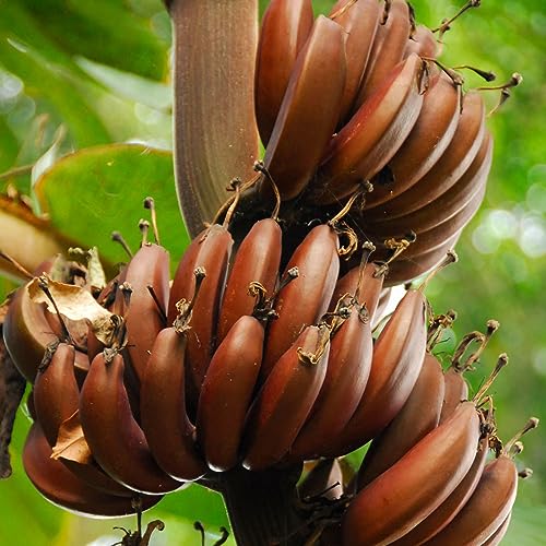 200 Piezas Semillas De Banano Resistentes - Semillas De Banano - Cultivo De Plantas, Semillas Orgánicas (Musa Nana) Cultivar Plantas, Plantas Resistentes Decoracion De Jardin Para
