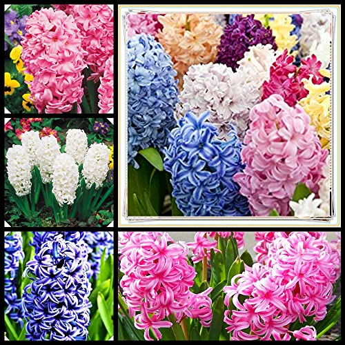2022 / Envío aleatorio/ Colorido / Bulbos de jacinto y plantas resistentes con flores de Primavera-5 bulbos,A