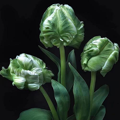 3 piezas de bulbos de tulipán bulbos de tulipán perennes resistentes - serie de plantas raras - plantas en macetas perennes bulbos de flores bulbos de invierno resistentes flores de primavera