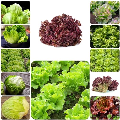 400 piezas Semillas de ensalada resistentes al invierno - Maceta de bonsái Semillas de verduras de invierno Semillas de lechuga, Lactuca sativa, maceta, lecho de hierbas, semillas de hierbas