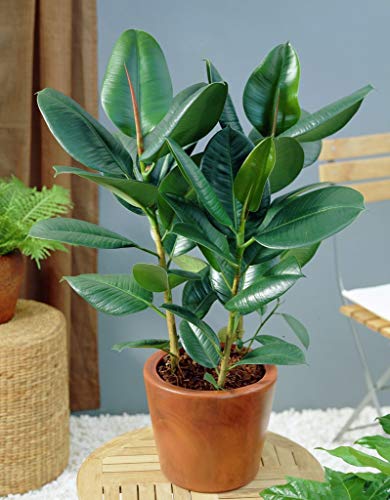 5 Semillas Ficus Elastica Árbol de goma (caucho) de la planta de fácil Cuidado de la Planta de interior