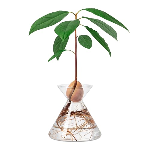 Aguacate Flask – Maceta de cristal para semillas de aguacate – Kit para cultivar plantas en agua. Regalo verde decoración interior (cristal transparente)