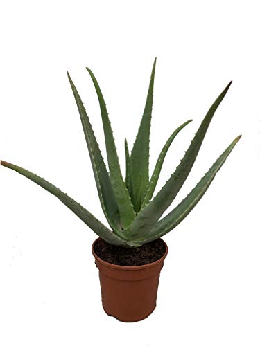 Aloe Vera Ecológico - maceta 15cm. - altura total aprox. 40cm. - planta natural - cultivo ecológico - (envíos sólo a península)