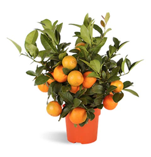 Árbol de limas RANGPUR LIME - limonero enano de interior - frutas comestibles. Maceta de 14cm