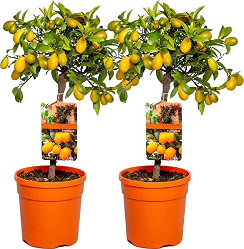 Árboles de Kumquat - Pack 2 Plantas - Citrus Japonica - Naranjos Enanos Cítricos Árboles Frutales