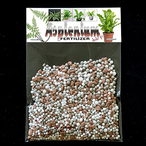 Asplenium NPK Fertilizante - Helecho nido de pájaro de campeón, Maidenhair Spleenwort, Asplenium nidus Campio, Crissie, cola de dragón