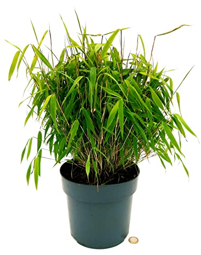 Bambú enano en maceta de cerámica naranja decorada con flores, planta de interior y exterior, planta auténtica