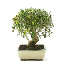 Bonsai olivo 8 años - Olea europea - Bonsai natural - Planta viva