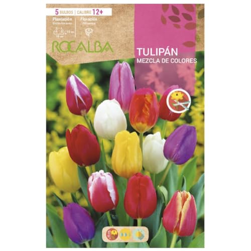 Bulbo Tulipán 12+ Mezcla De Colores