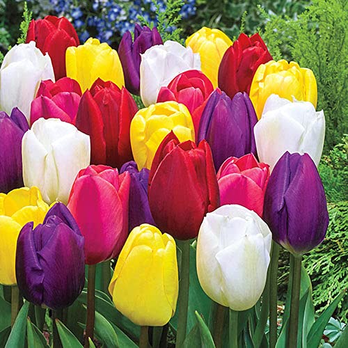 Bulbos de Flores (10 X Tulipanes Triumph en mezcla)