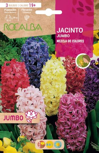 Bulbos de flores de jardin. Bulbos Jacintos. 3 colores. Bulbos de flores primavera. 3 bulbos. Calibre XXL. Origen España.