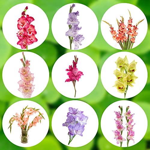 Bulbos de gladiolo perennes resistentes - plantas raras - 10 piezas Mix3 Bulbos de flores de gladiolo plantas de balcón, bulbos de floración de primavera, regalos de plantas en macetas resistente