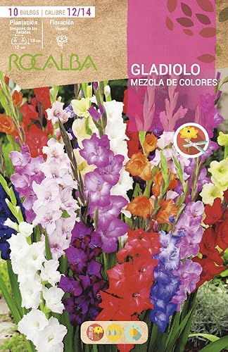 Bulbos de gladiolos. Colores surtidos. Bulbos de gladiolos surtidos. Calibre extra. Origen España.