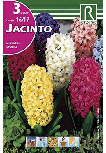 Bulbos de jacinto variado (bolsa 3 bulbos)