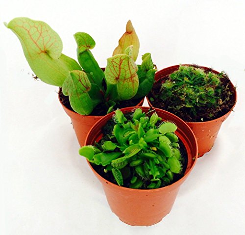 Carnívora terrario plantas – Surtido de 3 diferentes plantas en macetas de 3 "