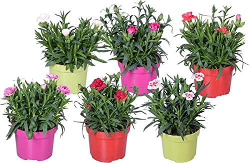 Dianthus - Plantas Vivas - Pack de 6 Plantas de Clavel - Flores de Colores