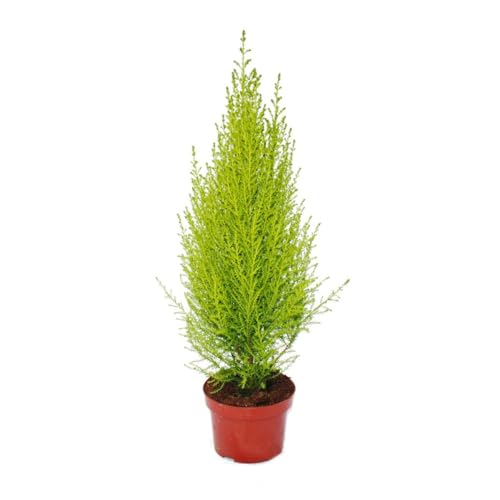 Exotenherz - Corazón exotenherz - Ciprés de interior - Cupressus macrocarpa "Wilma" - 1 planta - fácil de limpiar - Limpieza del aire - Maceta de 12 cm