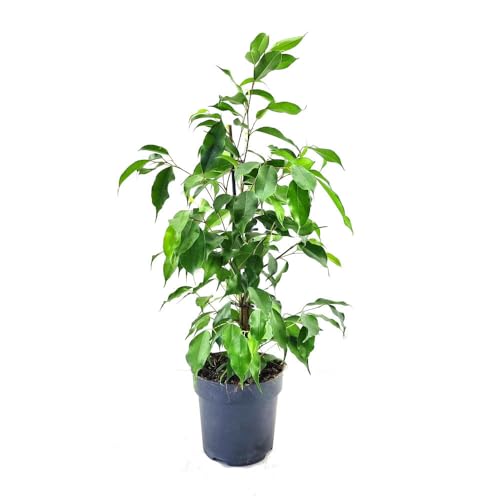 FICUS BENJAMINA M14 60CM | PLANTA NATURAL | PARA INTERIOR Y EXTERIOR | FICUS BOJ | PERFECTO PARA EL HOGAR Y OFICINAS