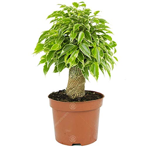 Ficus benjamina Variegata Higo Llorón Amate Matapalo Planta de Interior Viva en Maceta de 14cm