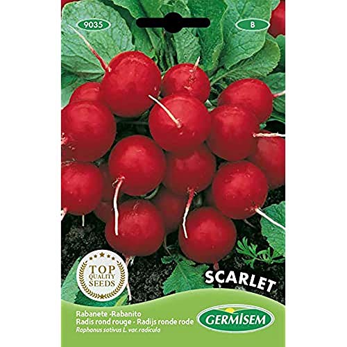 Germisem Scarlet Semillas de Rábano 15 g (EC9035)