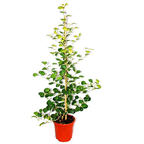 higo níspero - Ficus deltoidea - maceta de 17cm - altura aprox. 80cm
