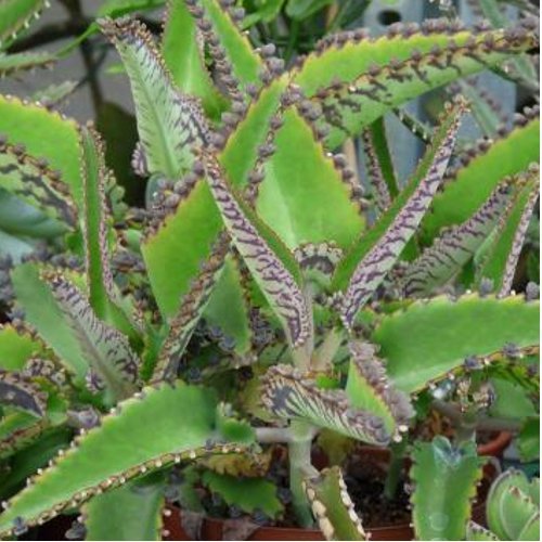 Kalanchoe daigremontiana - 1Ud. - Maceta de 15cm