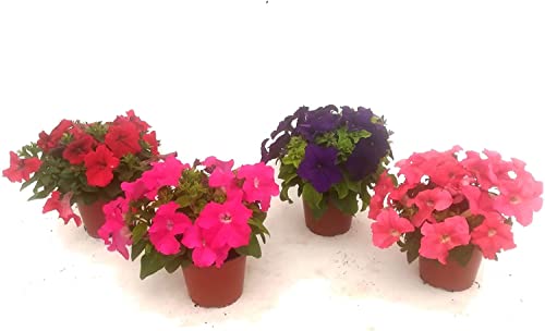 Kit 4 Petunias Plantas Naturales en Maceta 13cm Petunia Natural Planta Flor Colores Surtidos