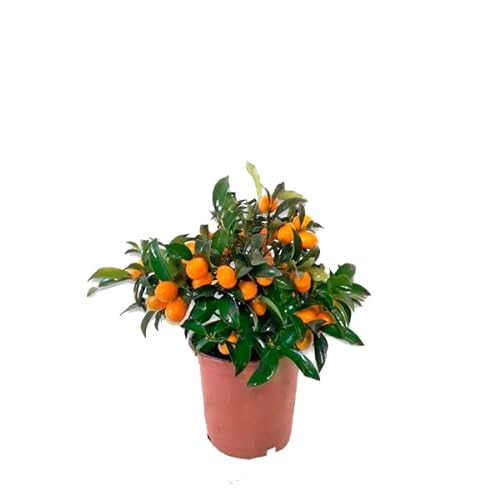 Kumquat Árbol Frutal Citrus Fortunella Margarita Naranjo Enano