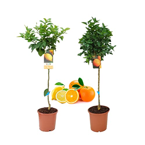 Pack Limonero - Naranjo - Pomelo - Mandarino Planta Natural - (Altura 110 Cm) Maceta 22 cm (Pack Limonero + Naranjo)