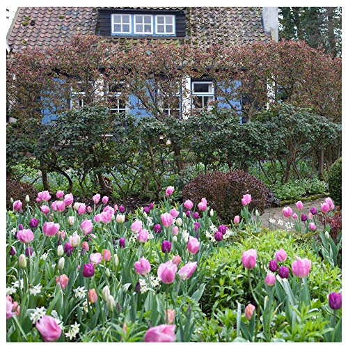 Plant & Bloom - Bulbos de flores, Tulipanes de Holanda – 30 bulbos, plantación en otoño, fáciles de cultivar, floración primaveral – Rojo, Rosa y Blanco – Calidad holandesa