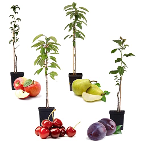 Plant in a Box - Mezcla de 4 árboles frutales columnares - Prunus - Pyrus - Malus - Maceta 9cm - Altura 60-70cm
