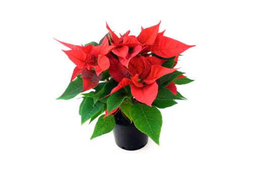 Planta de Navidad - Flor de Pascua - Pascuero - Poinsettia - Maceta 14cm. - Altura aprox.45cm. - Planta viva - (Envíos sólo a Península)
