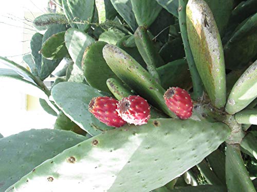 Portal Cool Las semillas del paquete: Chipre Chumbera - Opuntia Ficus Indica - 75 semillas