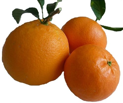 Robinalia Mixta 10 kilos Naranjas y 5 kilos mandarinas Valencia