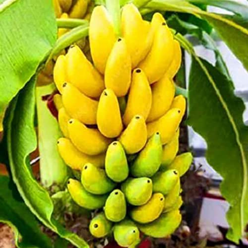 Rotyroya 300 Unids/bolsa Semillas de árbol de plátano enano, Mini semillas de árbol de plátano comestibles prolíficas sabrosas y nutritivas de crecimiento rápido para jardín Amarillo