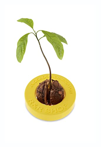 R&R SHOP Avocado Germinator - Maceta flotante para germinación de aguacate, kit de cultivo de semillas, plástico de maíz 100% reciclable y compostable (Amarillo)