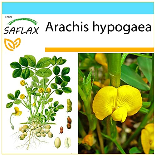 SAFLAX - Set regalo - Cacahuete - 8 semillas - Con caja regalo/envío, etiqueta para envío, tarjeta de felicitación y sustrato de cultivo y fertilizante - Arachis hypogaea