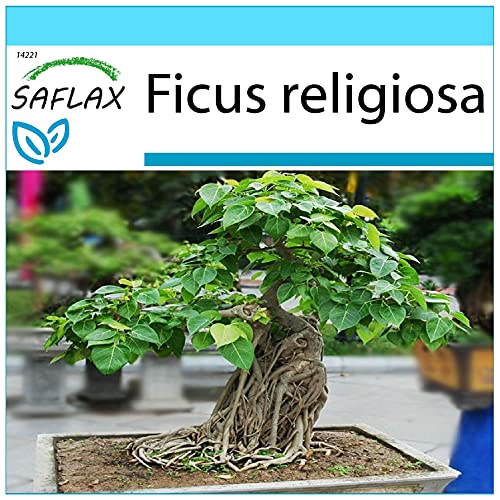 SAFLAX - Set regalo - Higuera sagrada - 100 semillas - Con caja regalo/envío, etiqueta para envío, tarjeta de felicitación y sustrato de cultivo y fertilizante - Ficus religiosa