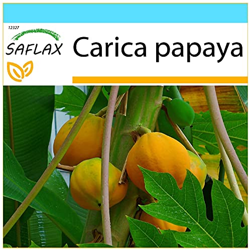SAFLAX - Set regalo - Papaya - 30 semillas - Con caja regalo/envío, etiqueta para envío, tarjeta de felicitación y sustrato de cultivo y fertilizante - Carica papaya